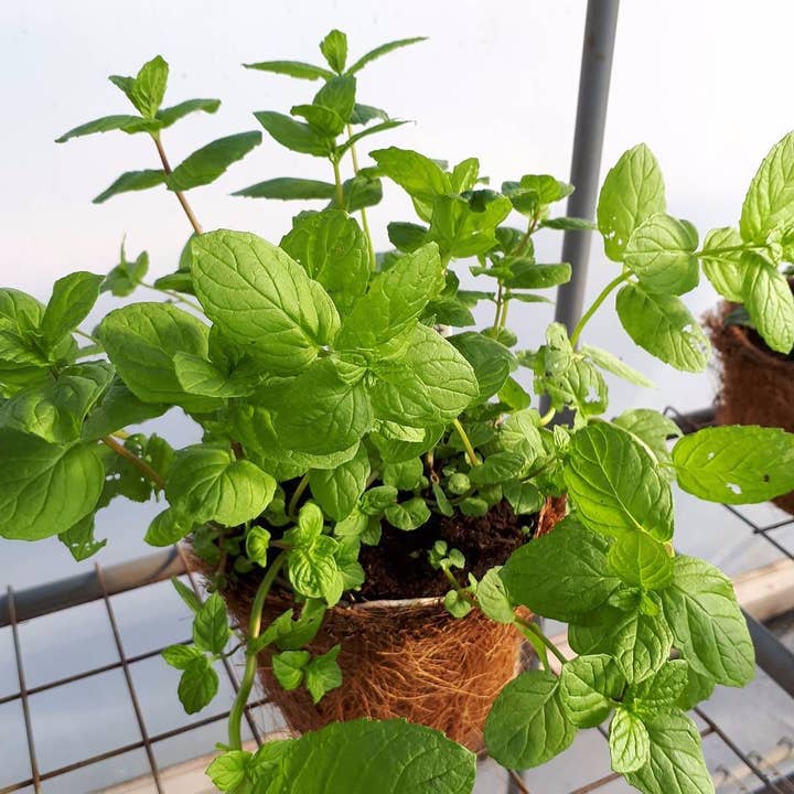 New Leaf Nurseries – wholesale Plant seeds – Mixed Seed Bundle - 1000 Packets of Seeds3