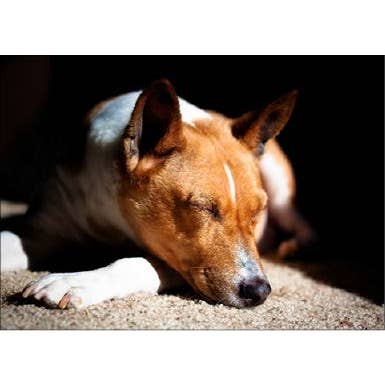 Sola sig i vintersolen för wholesale av Retrospect Greeting Cards