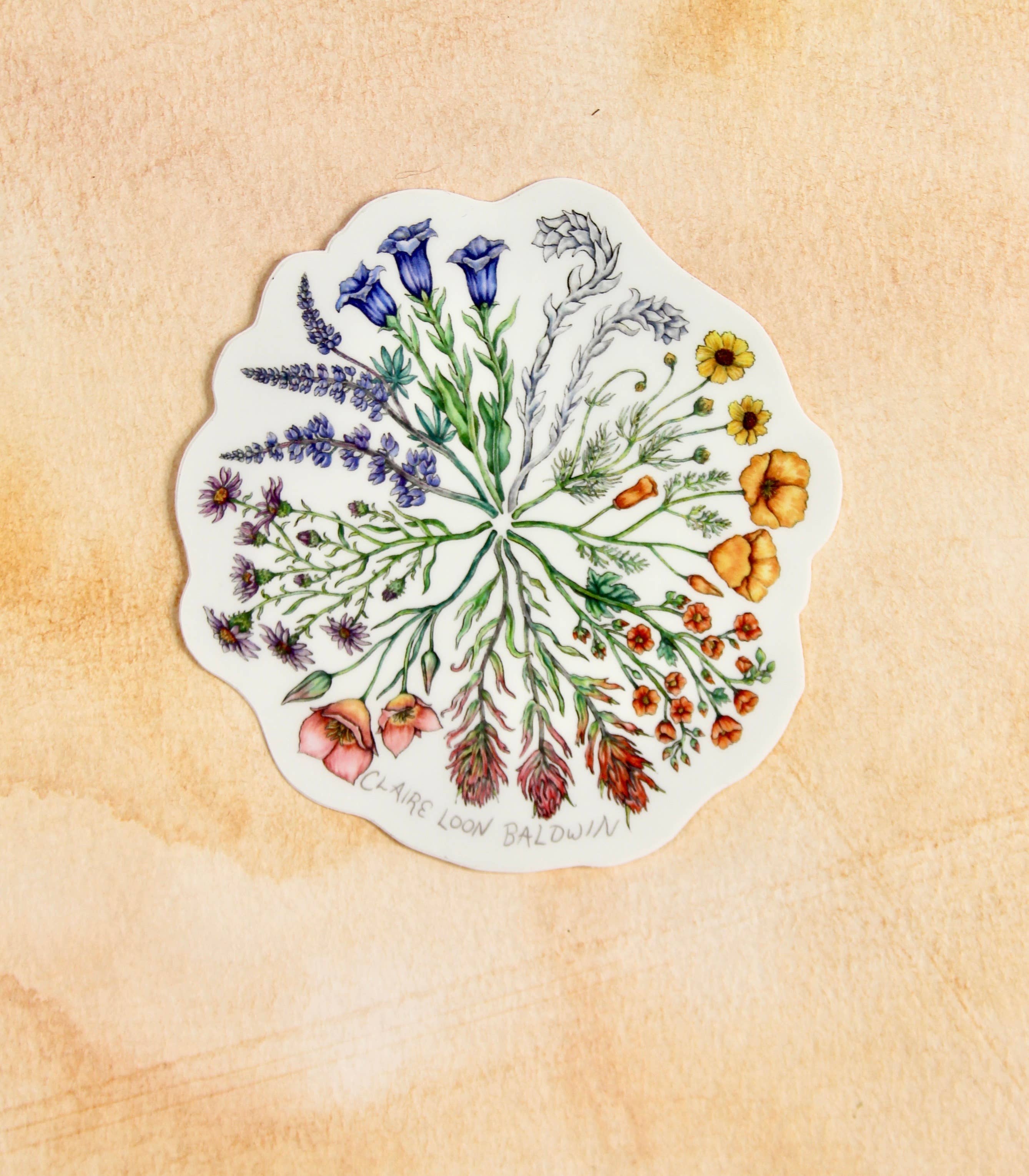 Claire Loon Baldwin Illustration - Wholesale Sticker - Wildflower Color Wheel Sticker1