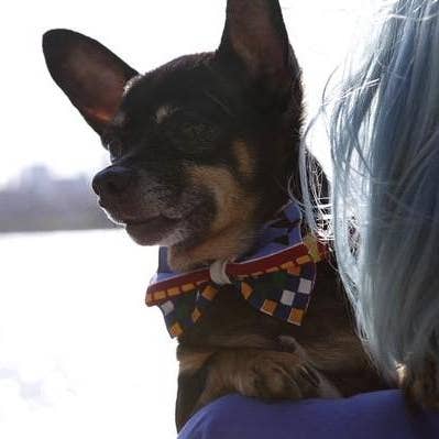 Hiro + Wolf - Wholesale Pet Bow Tie - Dog - Kente Dog Bow Tie