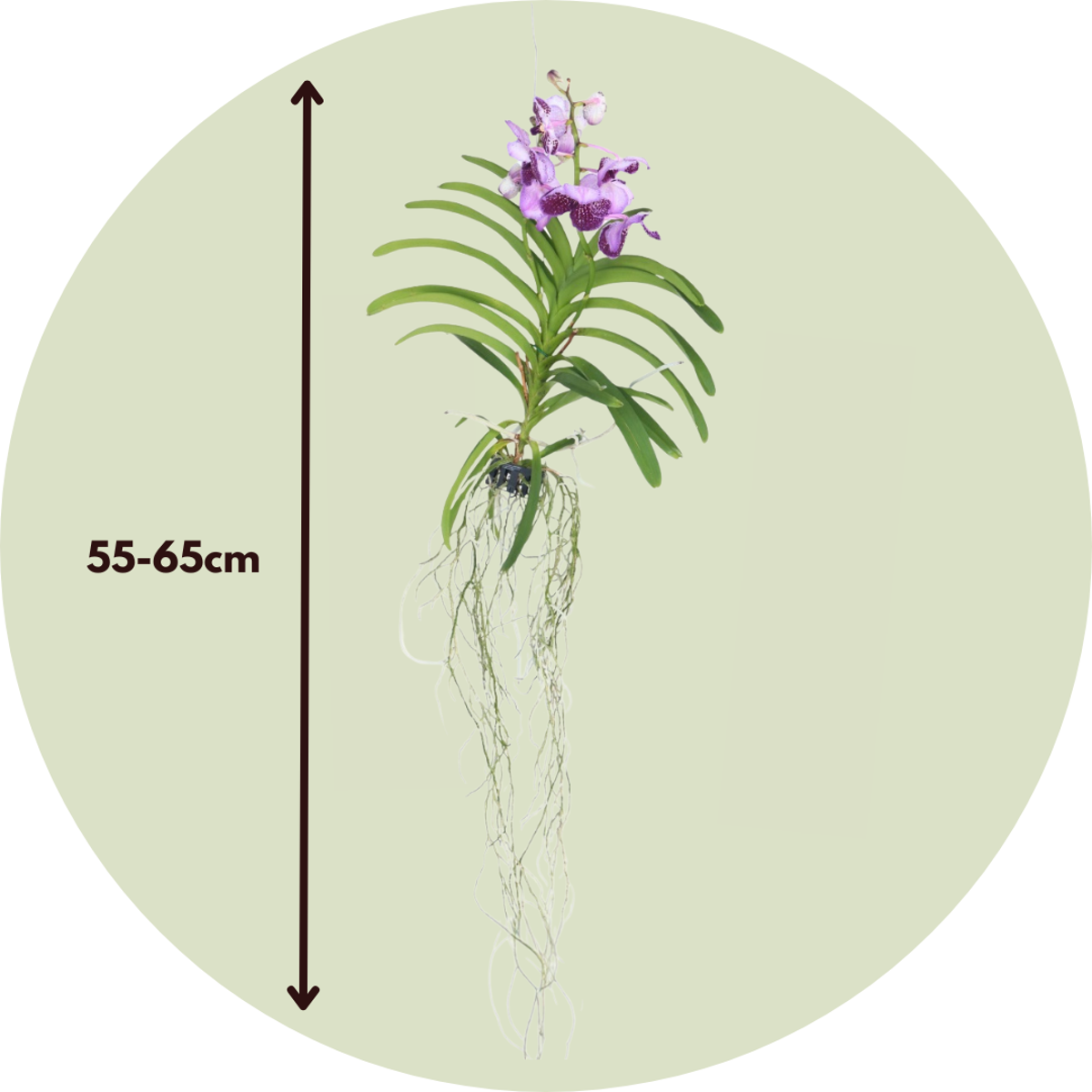 Oasis of Life - Wholesale Live Plant - Vanda Orchid – Vanda 'White' – Height 55–65cm – Exclusive orchid with white flowers – Tropical houseplant – Easy care & reblooming – Elegant decoration for living room & office2
