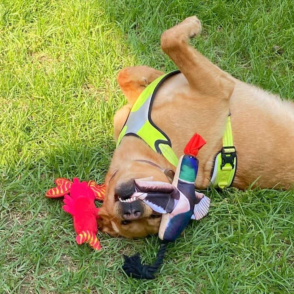 Spunky Pup - Wholesale Pet Toy - Dog - Fly & Fetch Launching Toys7