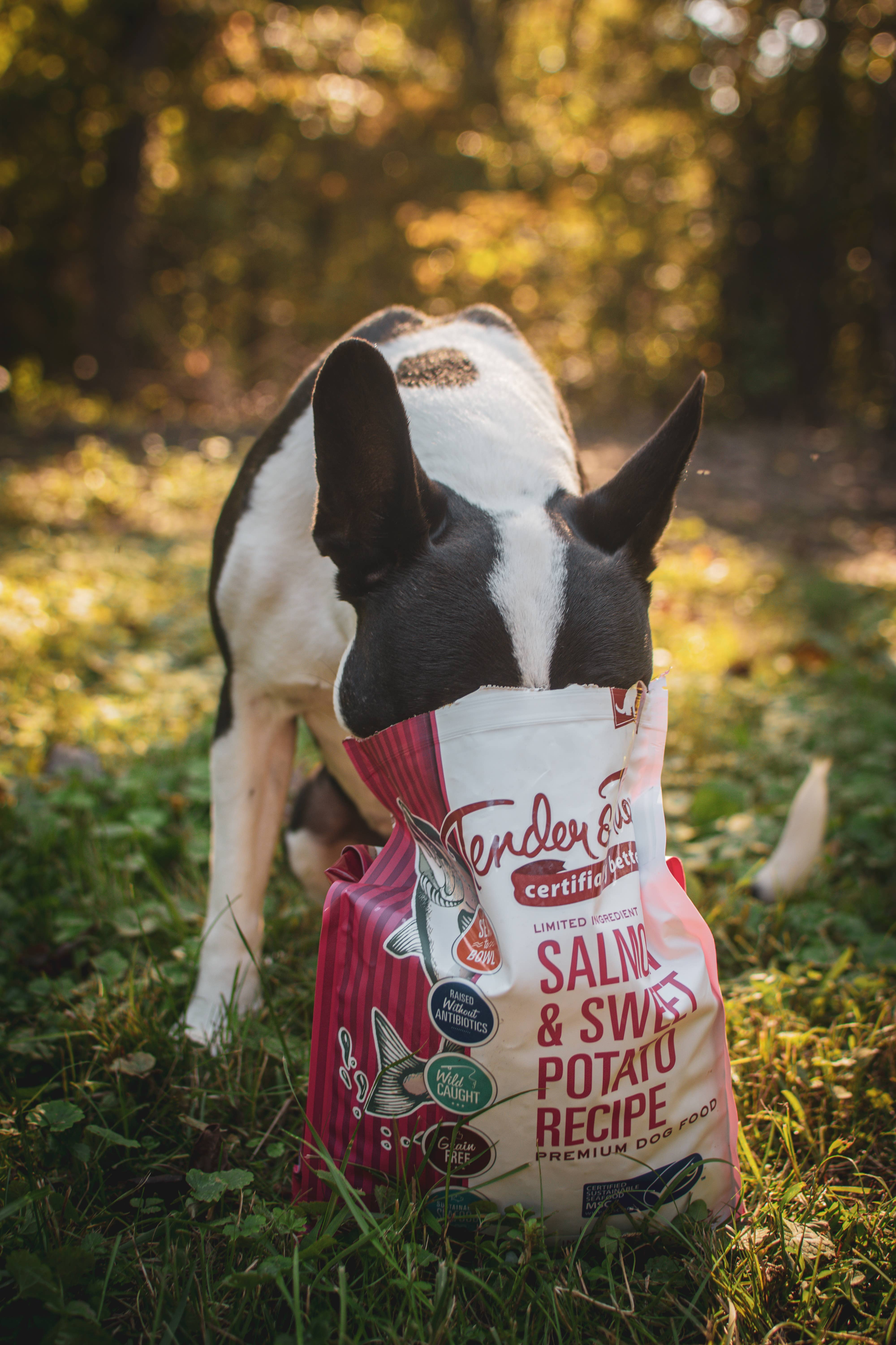 Tender & True Pet Nutrition - Wholesale Pet Food - Dog - Salmon & Sweet Potato Recipe Dry Dog Food, M/L bag6