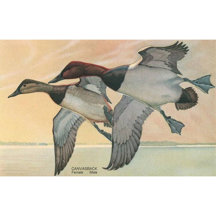 Hilsen Kort BD-177 Lærkænder i Flugt for engroshandel hos Found Image Press