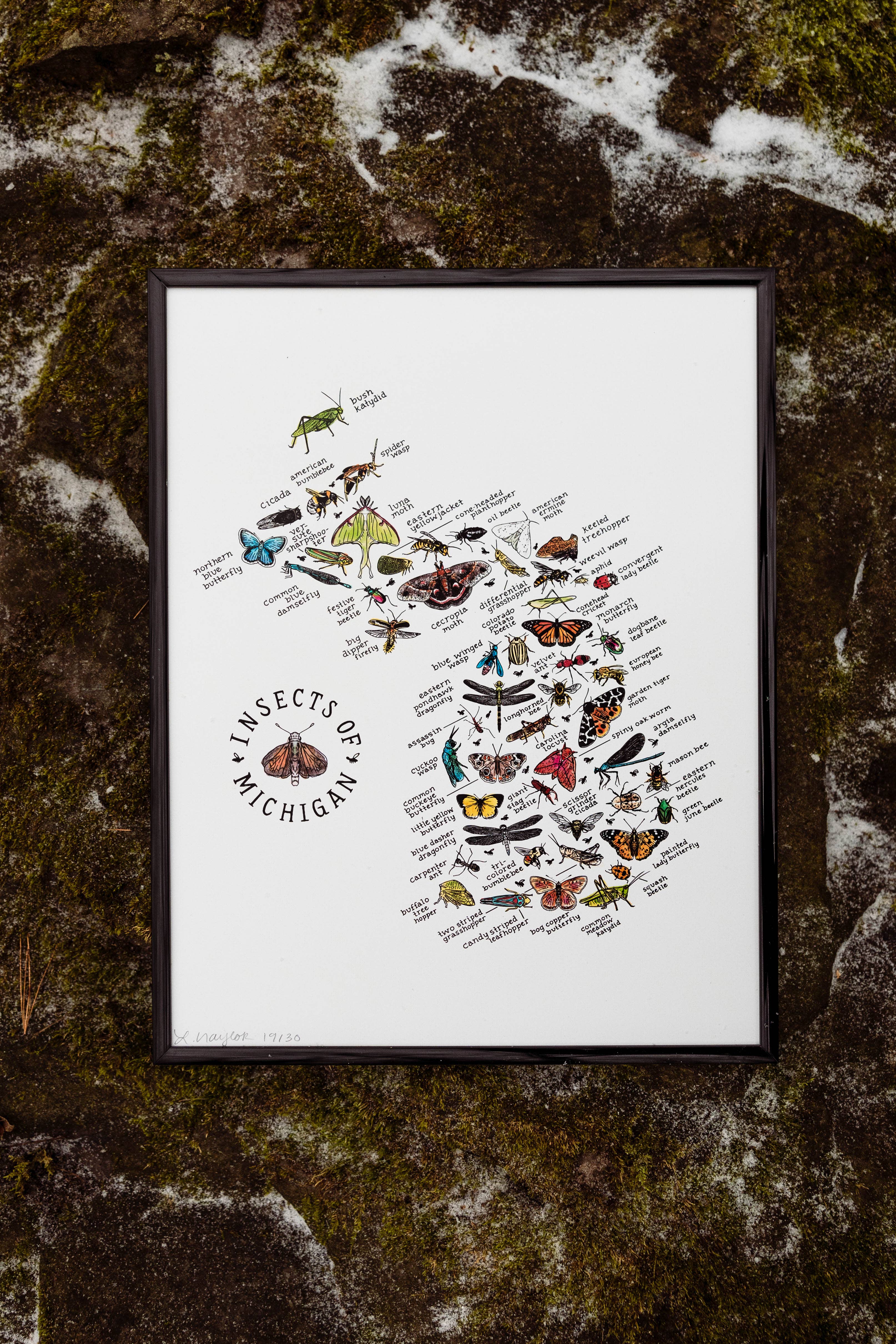 Home Squirrel - Wholesale Art Print - Insects of Michigan Watercolor Art Print