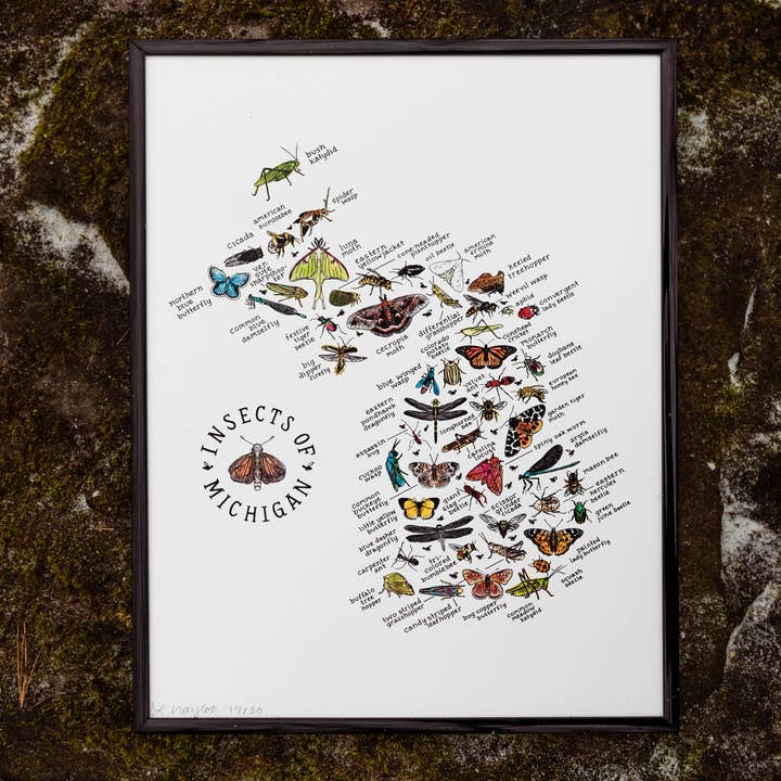 Home Squirrel - Wholesale Art Print - Insects of Michigan Watercolor Art Print 0