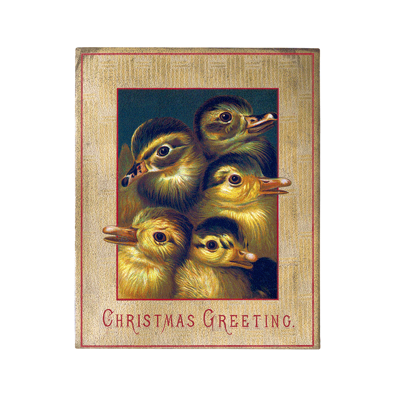 Laughing Elephant - Wholesale Postcard - We Wish You a Crazy Christmas Postcard Book -  Postcards25