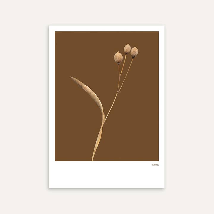 Grasses 04 - Braun, Postkarte für den Großhandel von Rijkvol