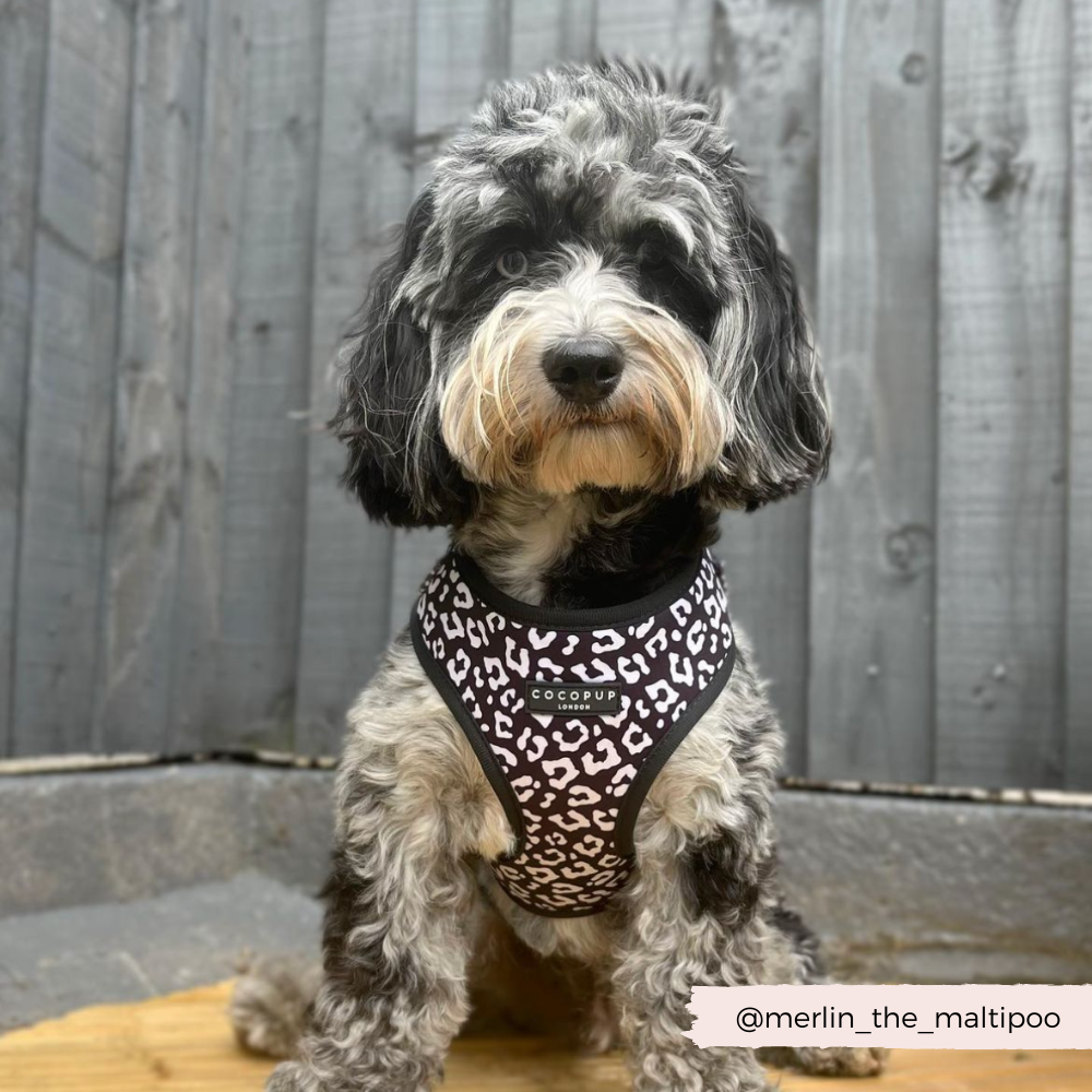 Cocopup London - Vente Harnais – chien - Harnais de cou ajustable léopard noir6