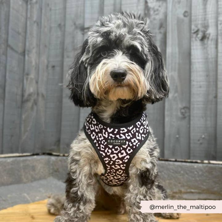 Cocopup London - Vente Harnais – chien - Harnais de cou ajustable léopard noir6