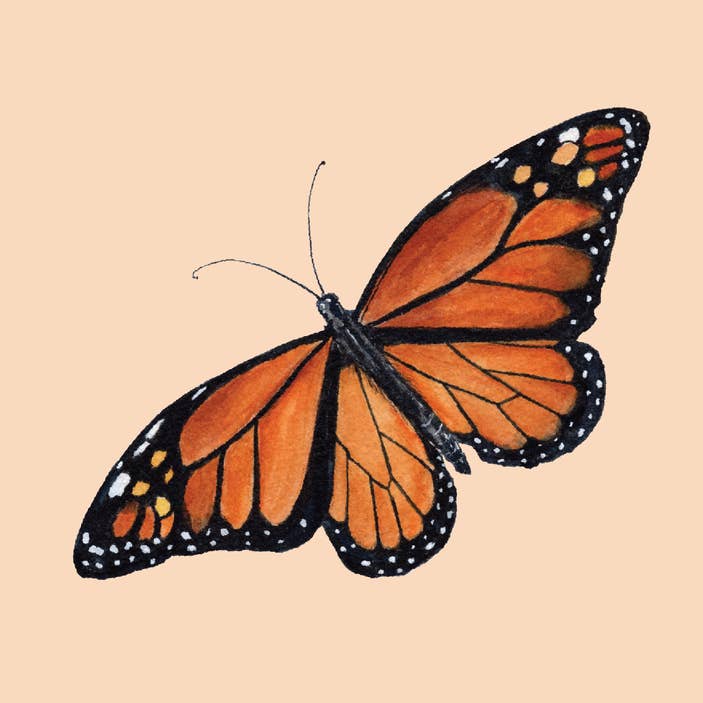 Monarch Butterfly art print for wholesale by Kaitlyn Ashlee Art & Design