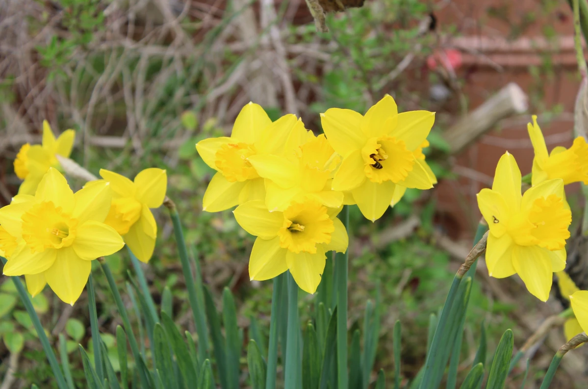 GardenPerspective – wholesale Live plant – 5 - Narcissus Daffodil Plants Perennial Bare Roots Outdoor4