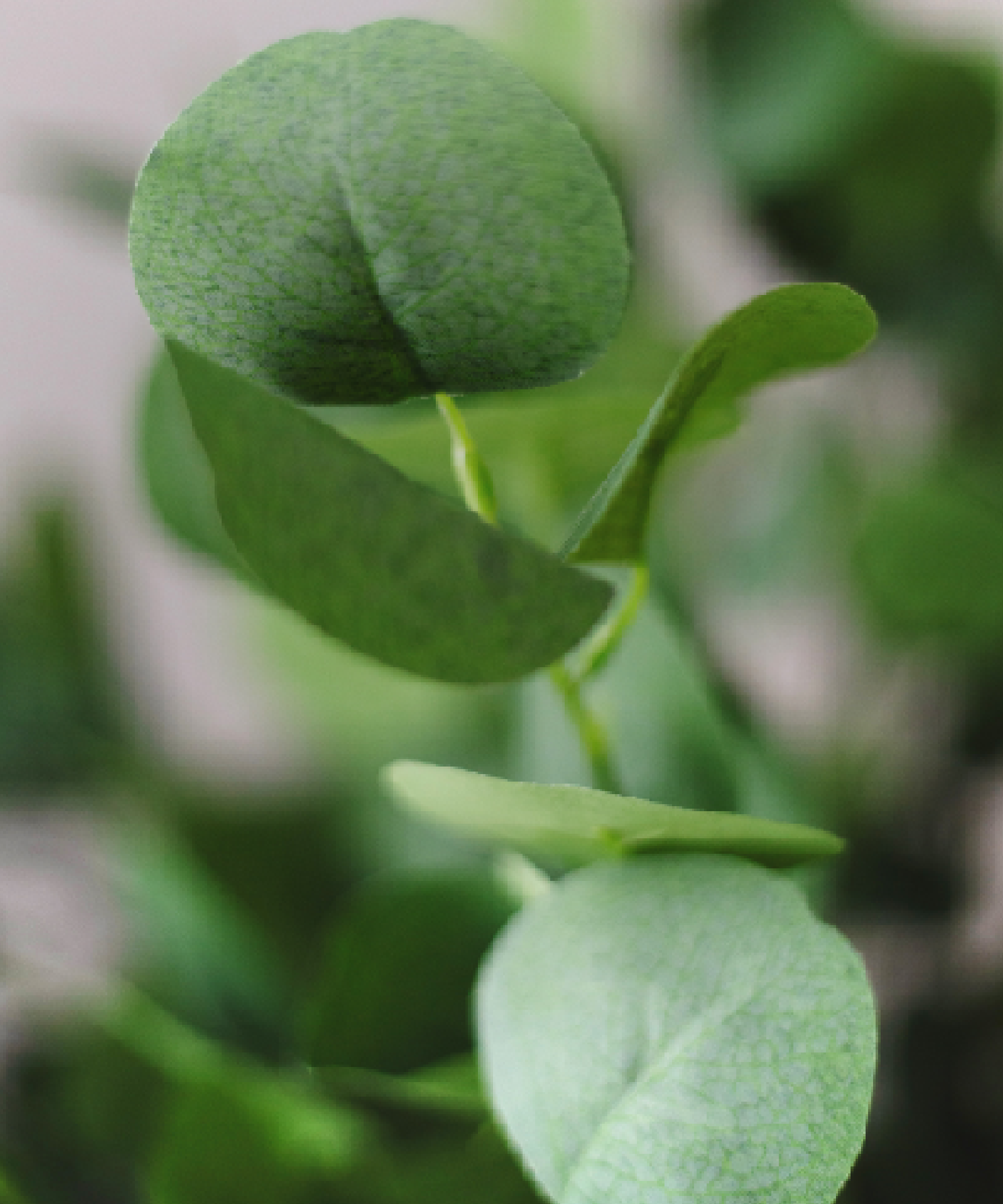 Maia Shop - Vente Plantes artificielles - Eucalyptus Artificiel 180 cm2