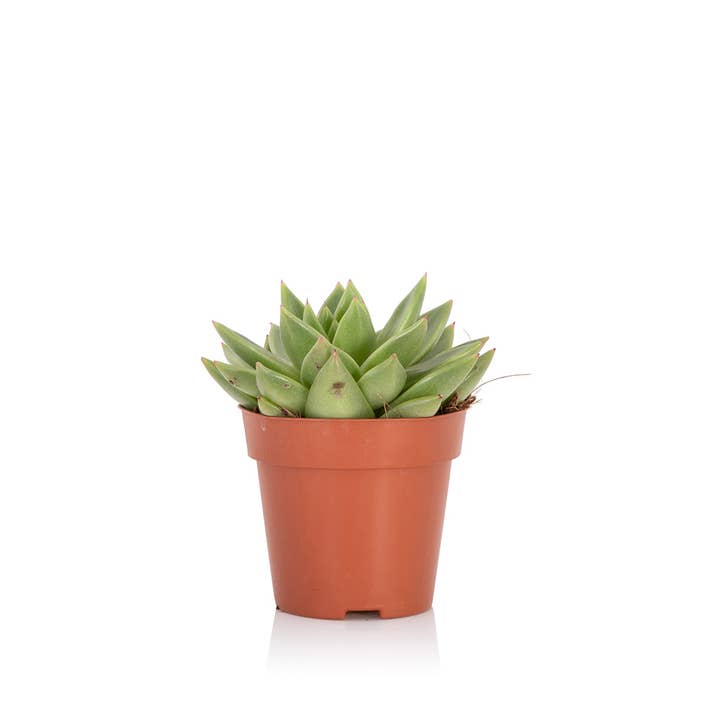 The Little Botanical – wholesale Succulent – Miranda10