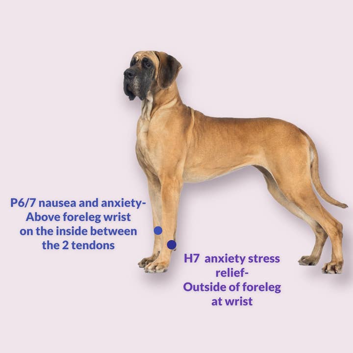 AcuBracelet – wholesale Kosttillskott för husdjur - Hund – Ångest- och illamående Akupressurband för din hund-Naturligt botemedel mot stress och rörelsesjuk-Lätt att använda-Naturligt