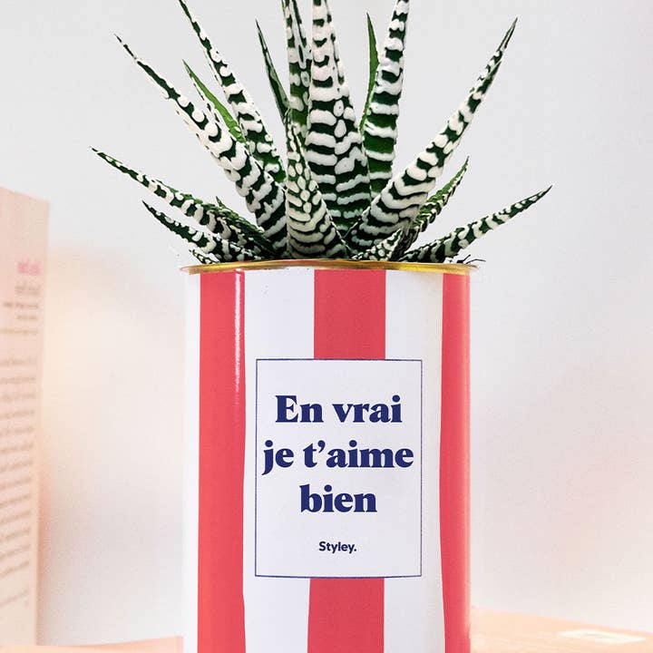 Styley - Wholesale Live Plant - En Vrai Je T'aime Bien - Pot À Rayures - Plante Grasse