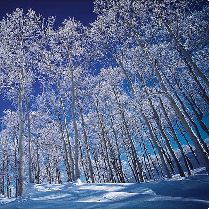 Blue Winter Aspens - 11" x 8" Tempered Glass Cutting Board for wholesale by GP Originals