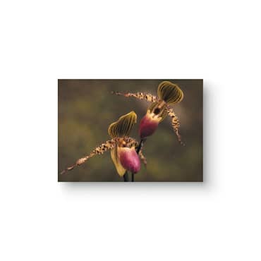 The Conversation Single 5x7 Orchid Flower Greeting Card for wholesale by Sheryl’s Virtual Garden