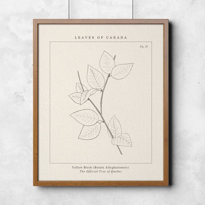 PROVINSIELLA TRÄD QUEBEC, GUL BJÖRK BOTANISK KONSTTRYCK för wholesale av Leaves of Canada