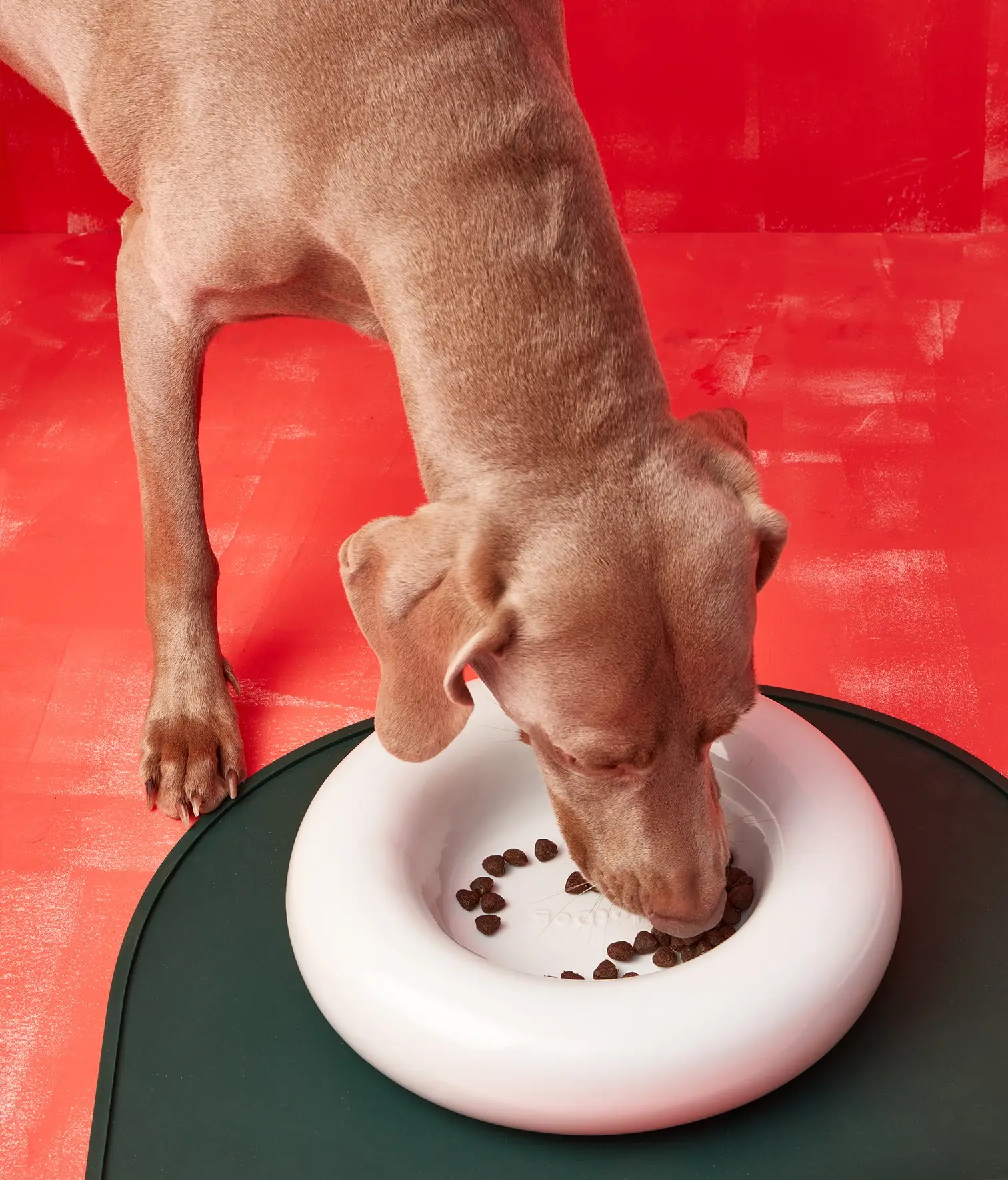 HotDog Pets - Wholesale Pet Bowl - Cat/Dog - White ceramic dog feeder7