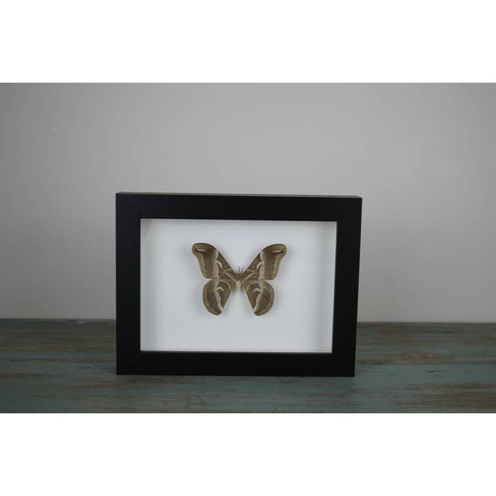 Samia insularis i en svart ram för wholesale av Newman Art Designs