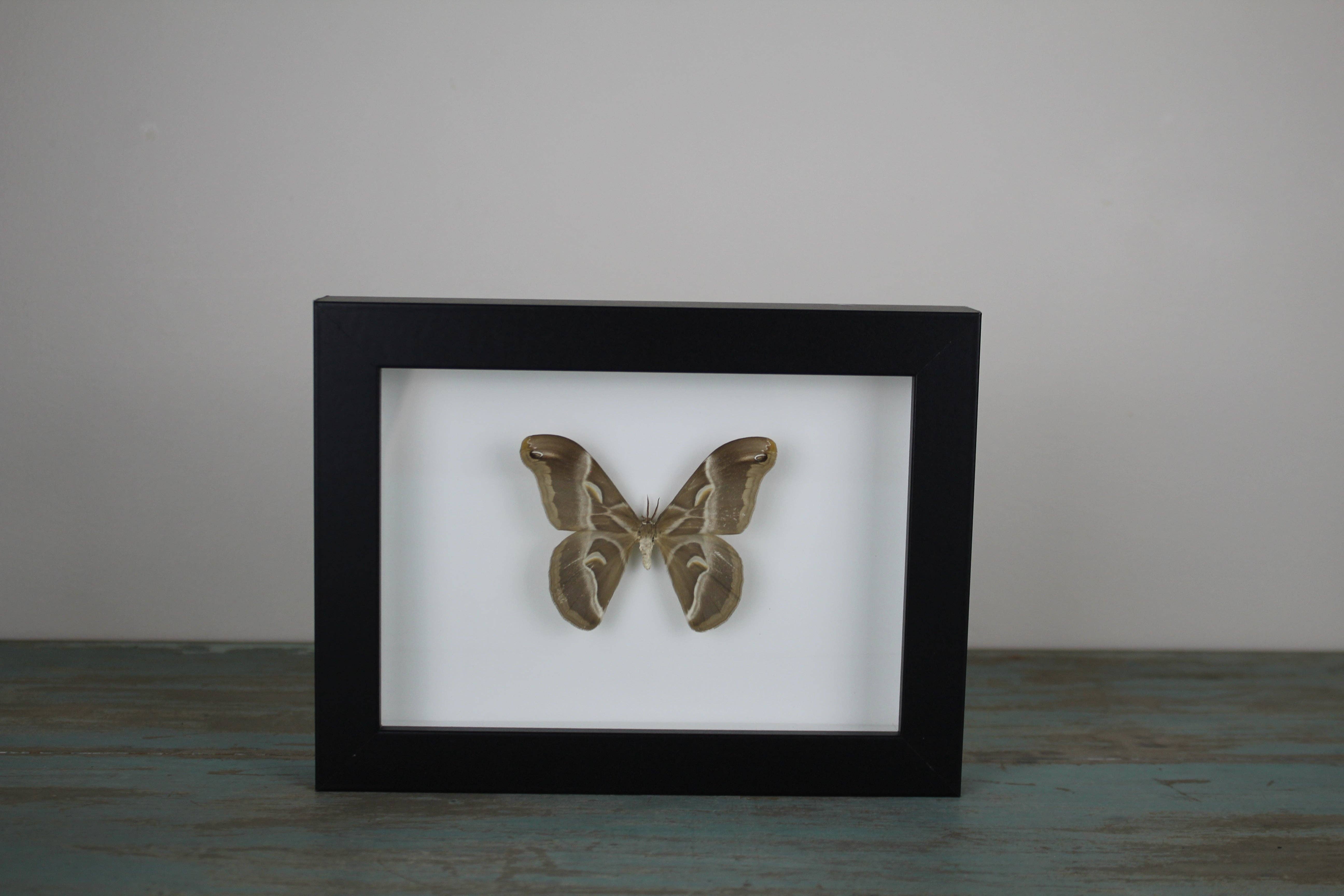 Newman Art Designs - Wholesale Wall Accent - Samia insularis in a Black Frame