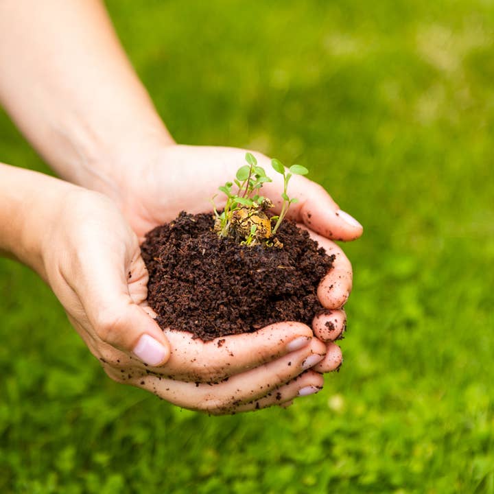 Blossombs - Wholesale Plant Seeds - Gift Box “Hooray” – Sunflower Mix (7 Sunflower Seed Bombs)4