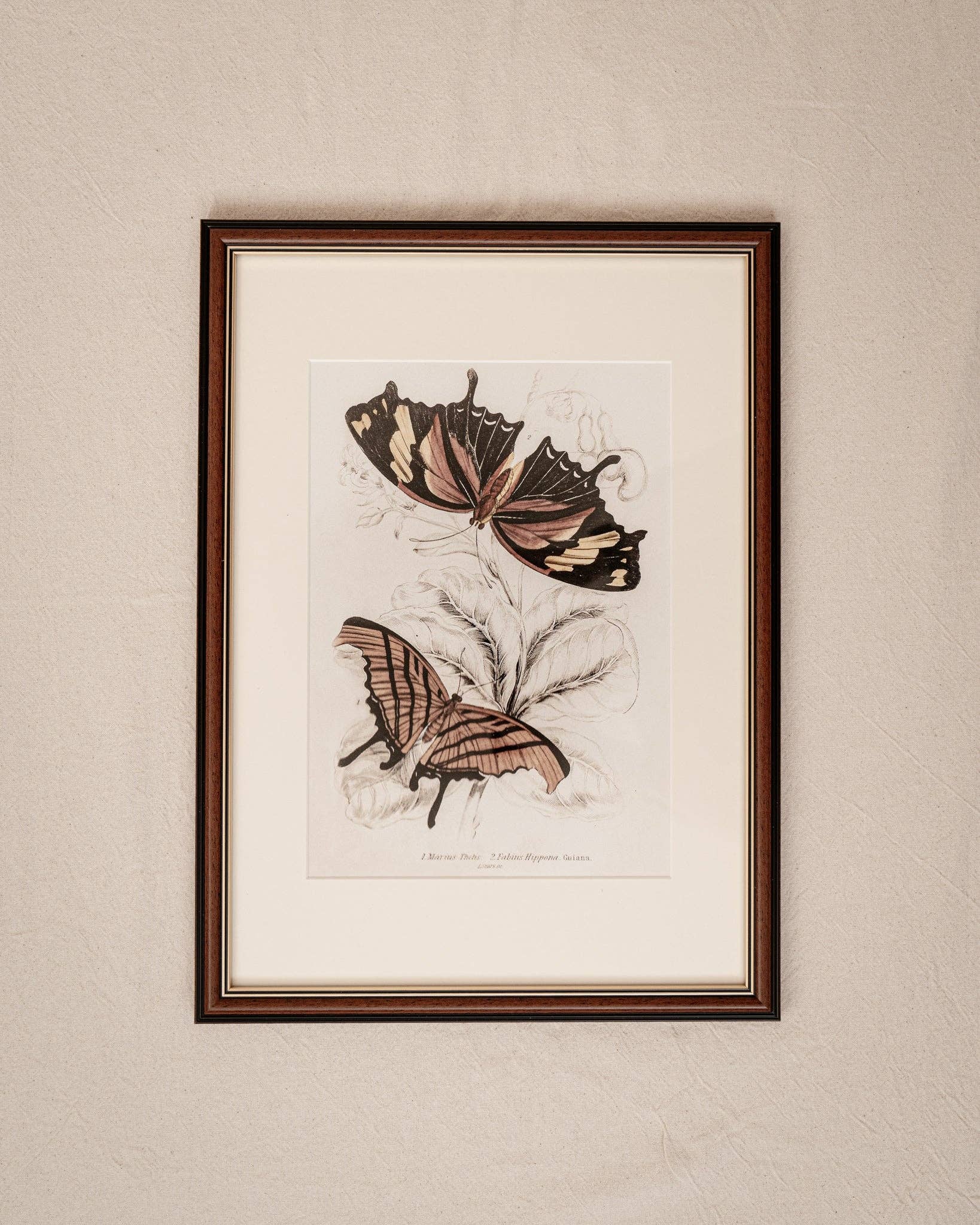 Coultura - Wholesale Gallery Wall Set - Framed Set of Six Vintage Butterfly Art Prints (Classic Teak Frame Collection)2
