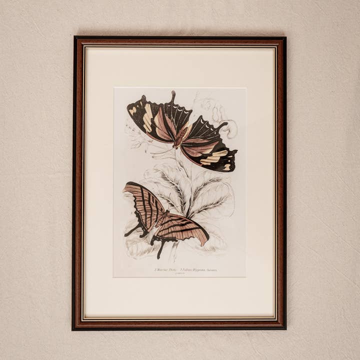 Coultura - Wholesale Gallery Wall Set - Framed Set of Six Vintage Butterfly Art Prints (Classic Teak Frame Collection)2