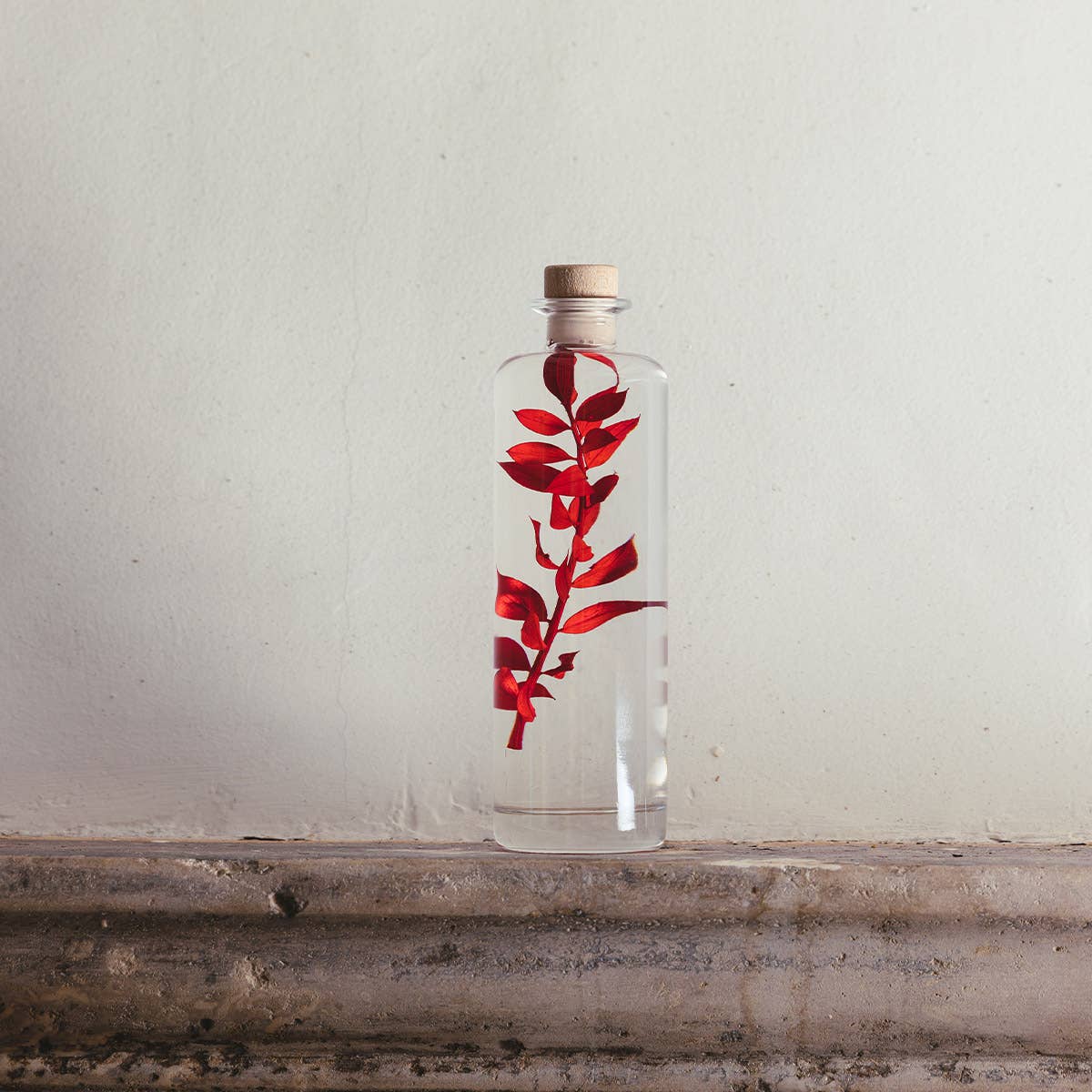 Theophile Berthon - Wholesale Live Plant - Red Ruscus Herbarium submerged plant12