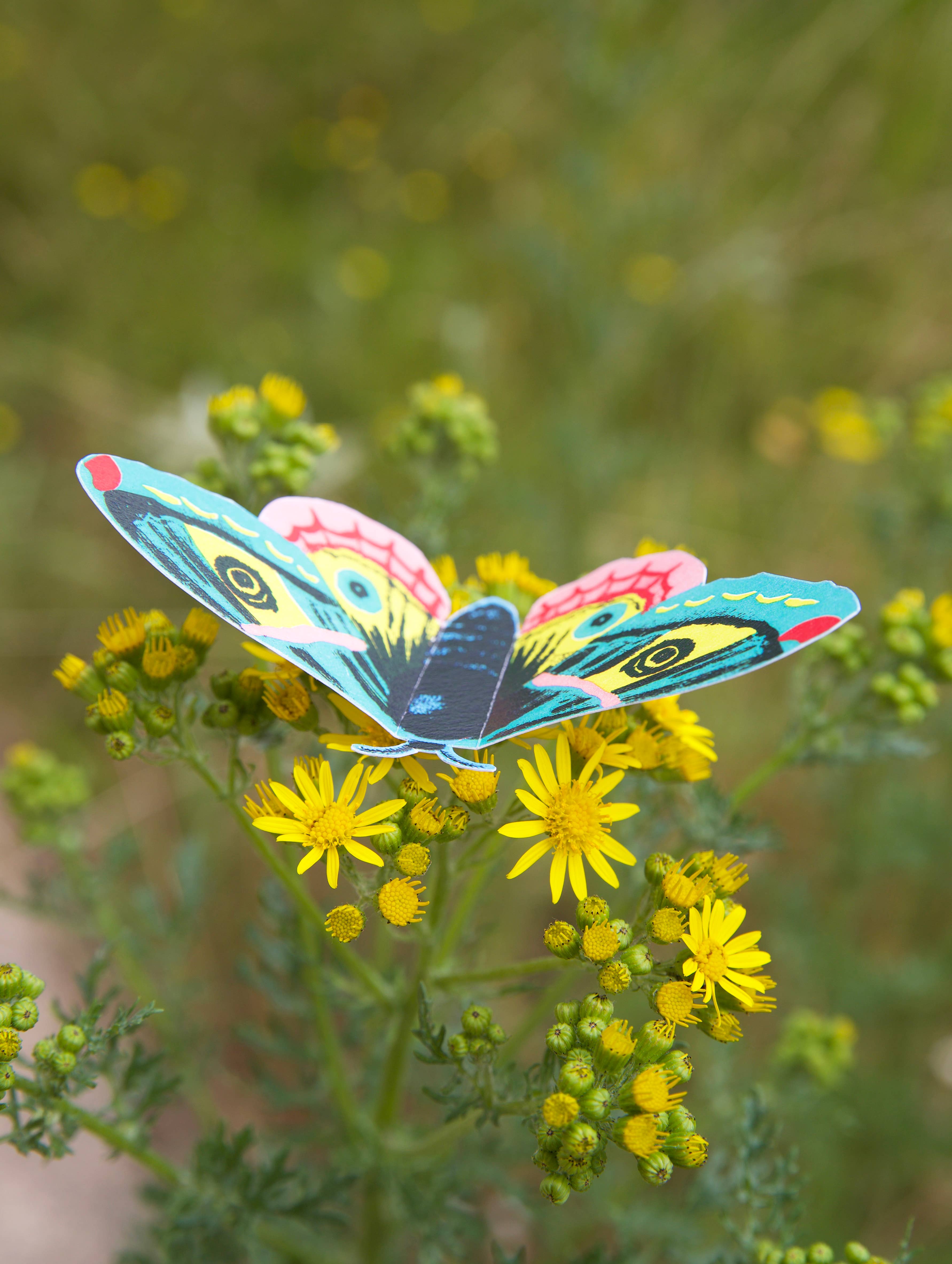 West Design Products – wholesale DIY craft kit – Child – Royal Horticultural Society Make Your Own 3D Bugs Kit5