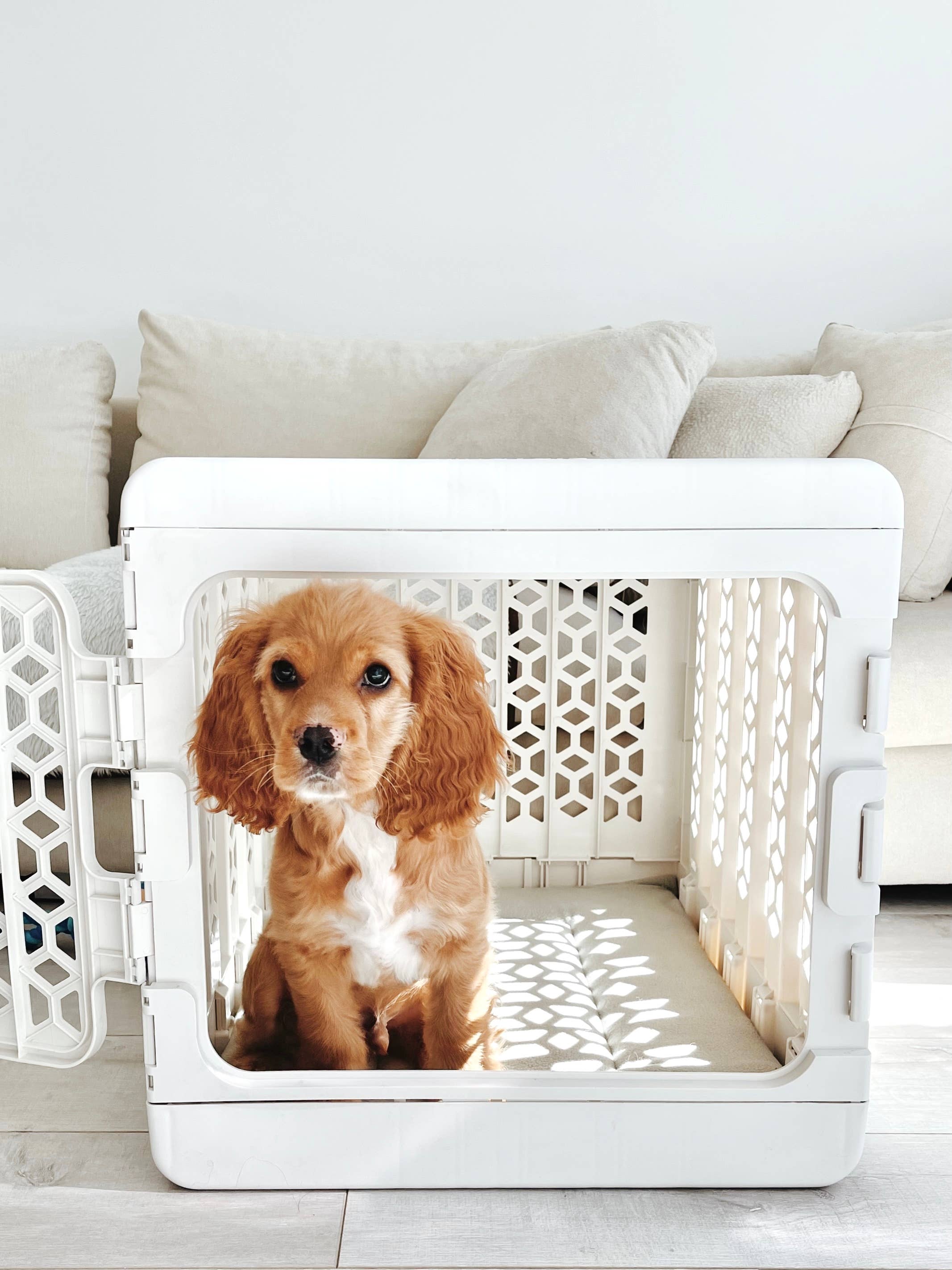 KindTail - Wholesale Pet Carrier - Dog - Medium Pawd® | Modern Collapsible Plastic Dog & Pet Crate5