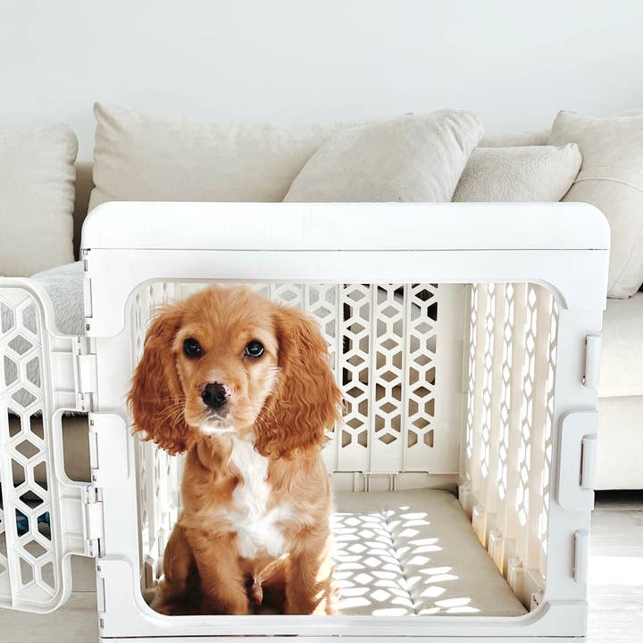 KindTail - Wholesale Pet Carrier - Dog - Medium Pawd® | Modern Collapsible Plastic Dog & Pet Crate5