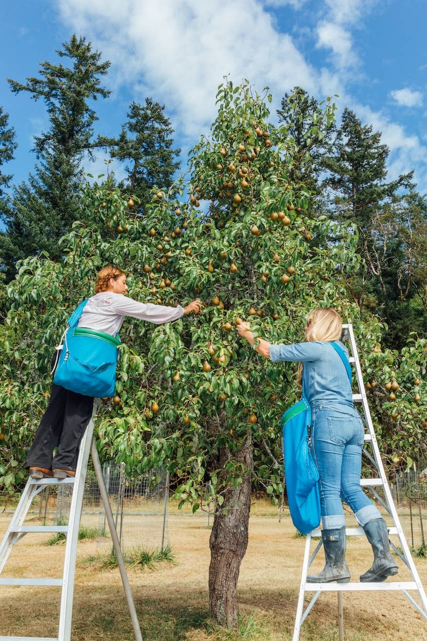 Girl Meets Dirt - Wholesale Preserves - Orange Peppered Pear Spoon Preserves 7.75oz2