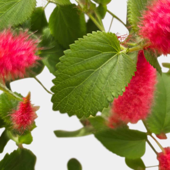 Bumble Plants - Wholesale Live Plant - Chenille Acalypha Hispida 'Red Hot Cat's Tail'4