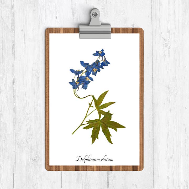 Impressão botânica de Larkspur de vela por atacado de Ecobota