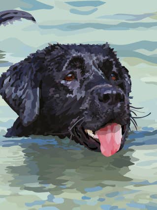 51C Labrador Swimming / Periodic Society / Greeting Card for wholesale by Periodic Society