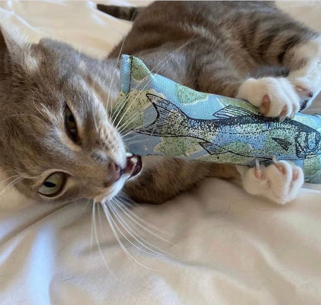 Dr. Pussums Catnip - Wholesale Pet Toy - Cat - Fish Nip Catnip Kicker Cat Toy2