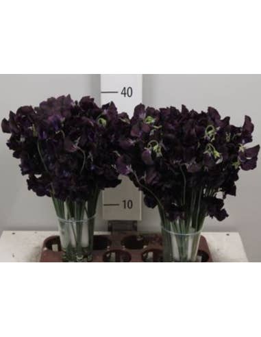 Florasource - Wholesale Fresh Cut Flowers - Sweet Pea 100 or 50 Stems Blue "dark purple"