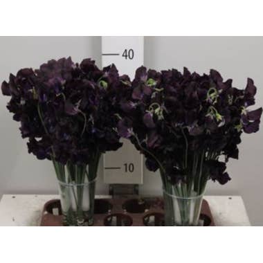 Florasource - Wholesale Fresh Cut Flowers - Sweet Pea 100 or 50 Stems Blue "dark purple"0