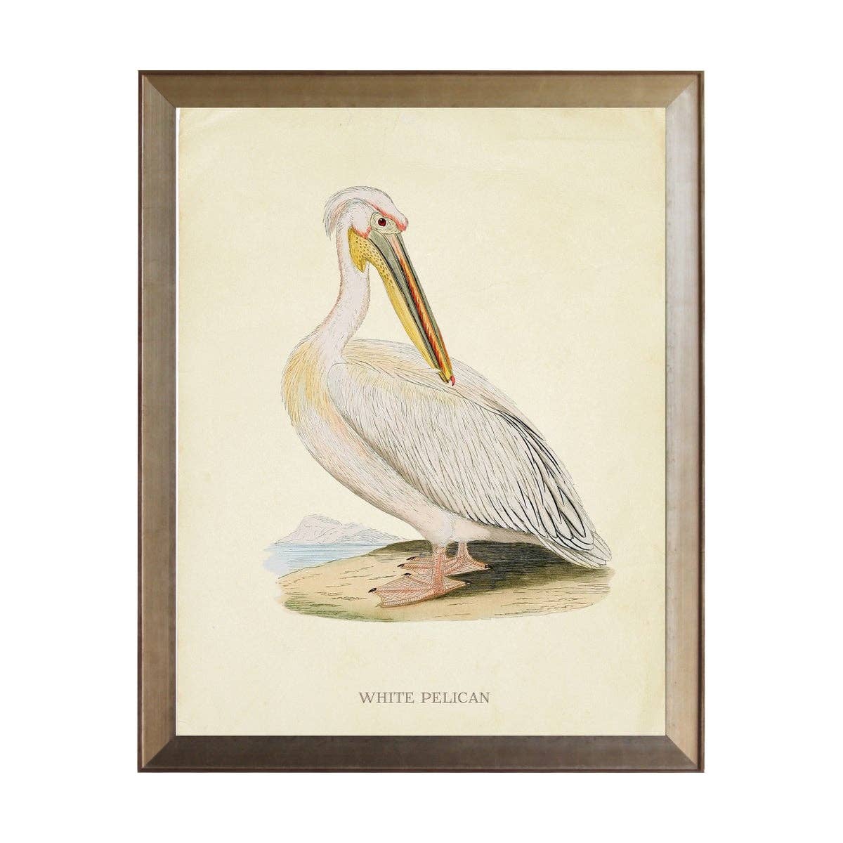 Antique Curiosities Inc - Wholesale Art Print - White Pelican0