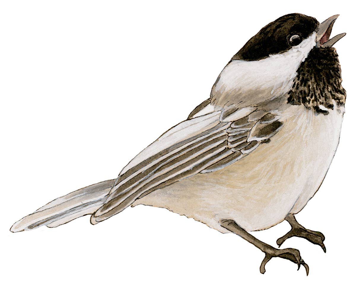 Amy Rose Moore Illustration - Wholesale Sticker - Chickadee Vinyl STICKER1