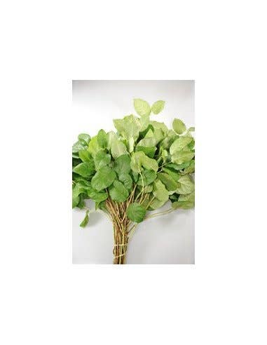 Florasource - Wholesale Fresh Cut Flowers - Salal Tips  5 / 10 / 15 / 20 bunches0