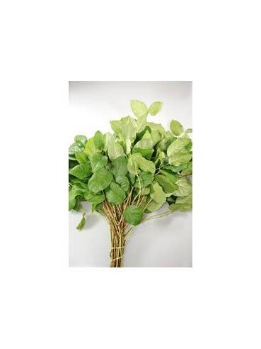 "Lemon Leaf" Salal / Salal Tips 25 bunch box for wholesale by Florasource