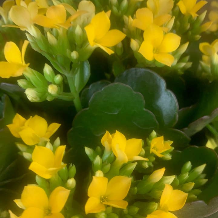 UniqueMartandHome - Wholesale Live Plant - Rooted Yellow Kalanchoe Holiday Gift Plants in pot balcony yard or outdoor0