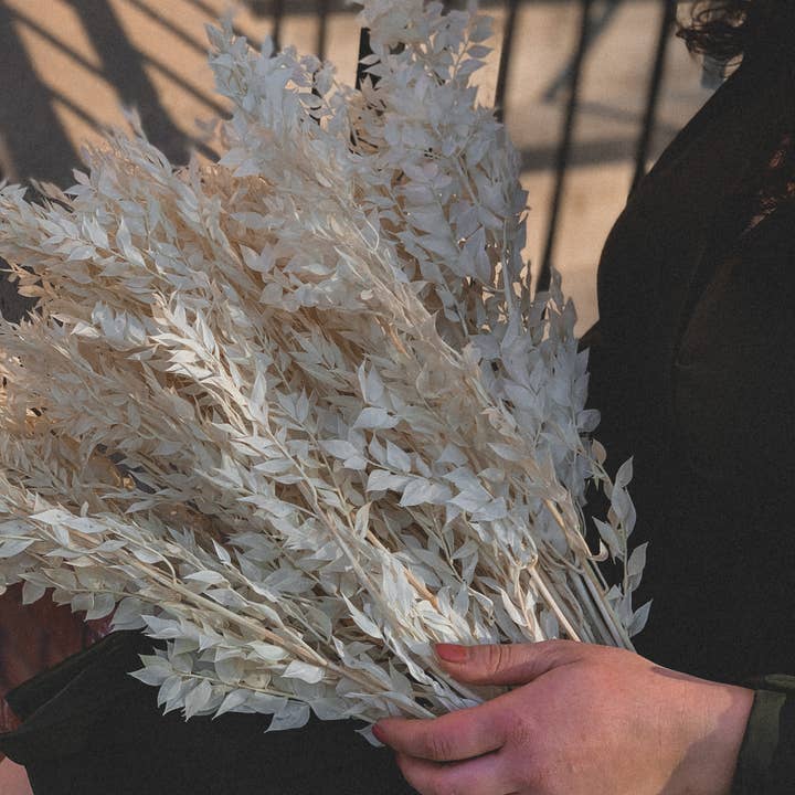 Fleurs Flowers - Wholesale Dried/Pressed Flowers - Italian Ruscus2