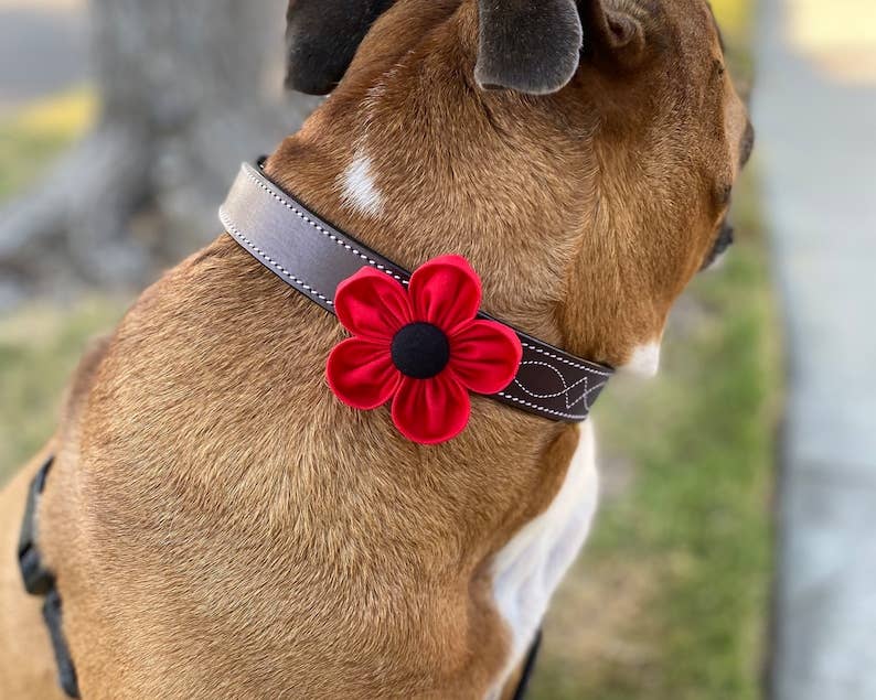 Darcy's Canine Designs - Wholesale Pet Collar - Dog - Red Poppy Collar Flower Pet Accessory1