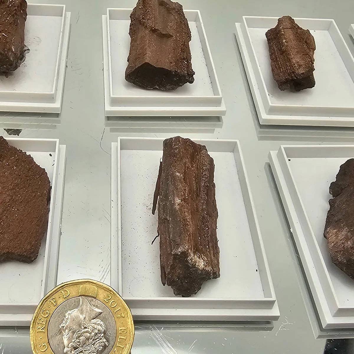 Distinction Crystals – wholesale Spiritual stone/crystal – Quartz Druzy Fossil Wood In Display Case2