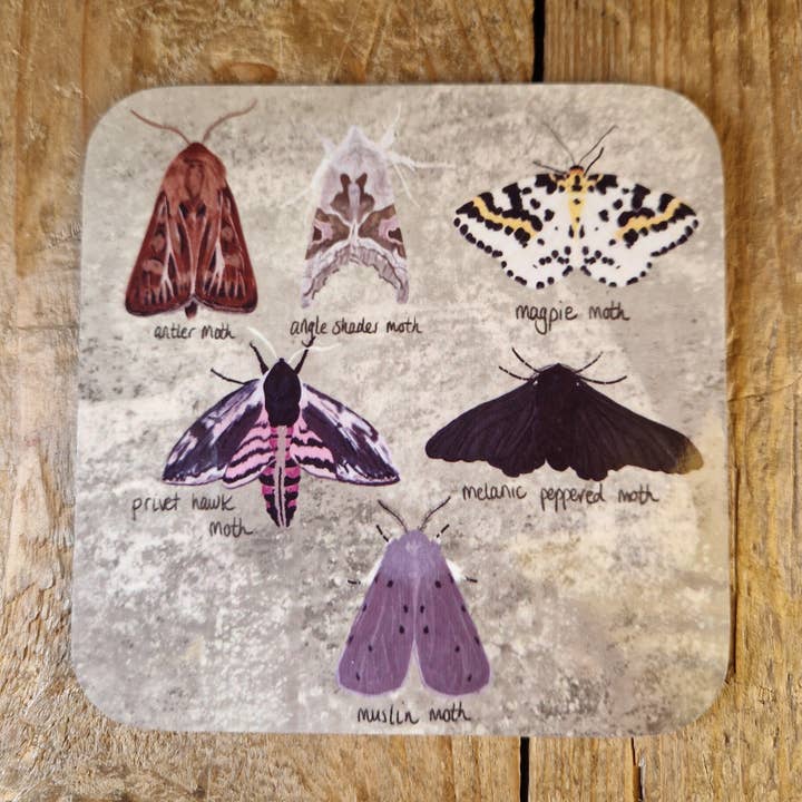 British Moths Coaster for wholesale by Duck Egg Designs
