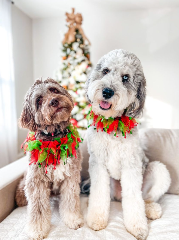 Midlee Designs - Wholesale Pet Collar - Dog - Midlee Jingle Bells & Christmas Trees Decorative Dog Collar5